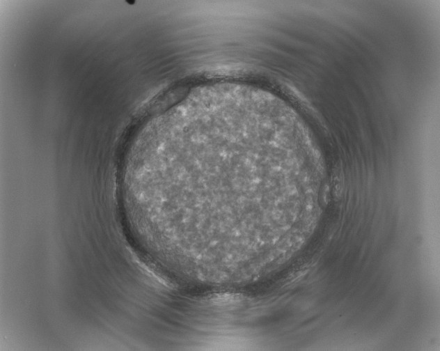 X0000063510637200602172147