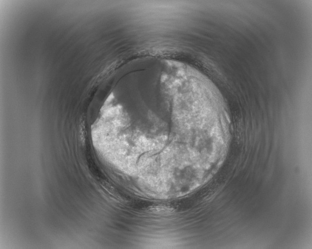 X0000063510644200602172147