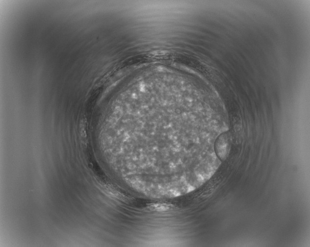 X0000063510654200602172148