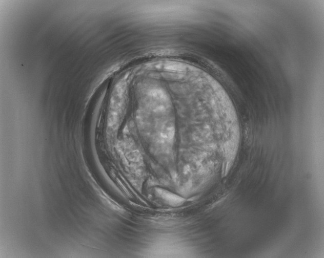 X0000063510725200602172145