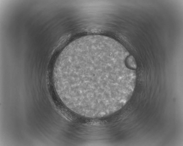 X0000063510738200602172145