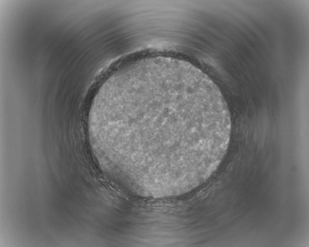 X0000063510776200602172145