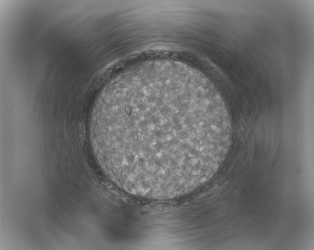 X0000063510821200602172143