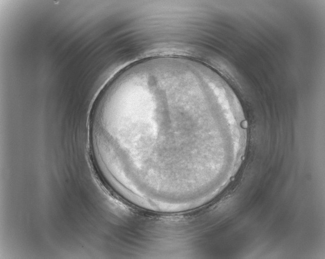 X0000063510844200602172144