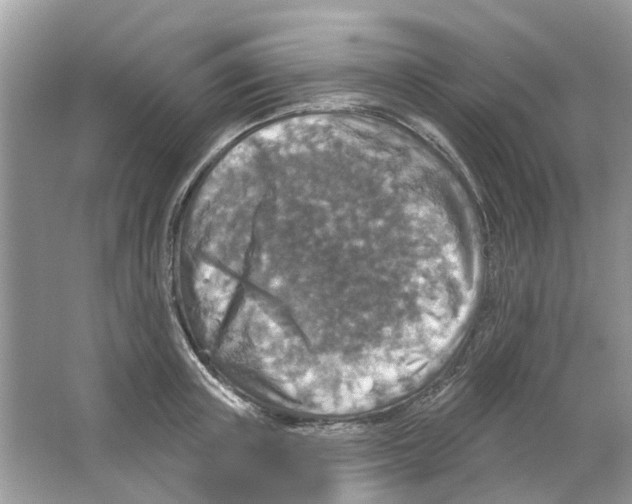 X0000063510851200602172144