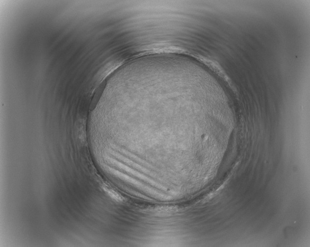 X0000063510889200602172143