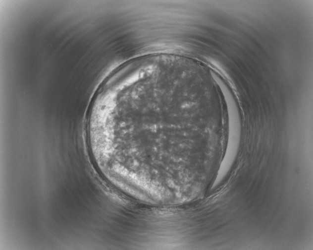 X0000063510899200602172143