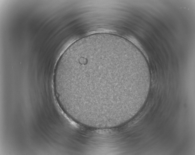 X0000063510906200602172143