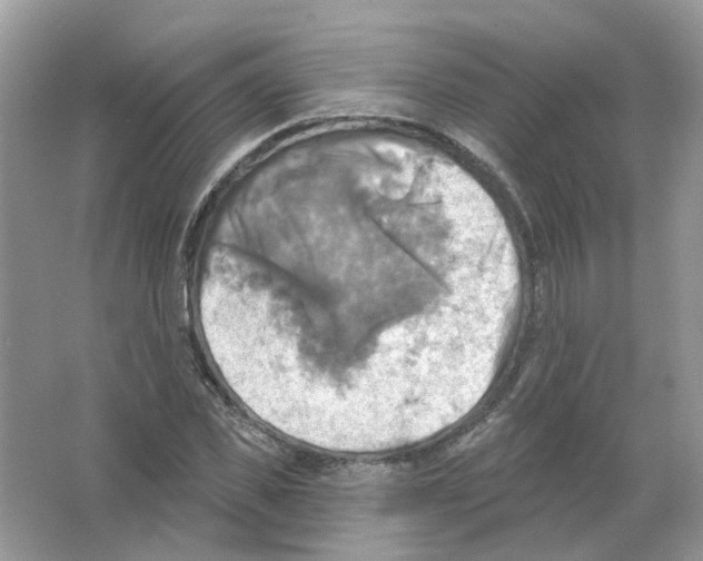 X0000063510925200602172142