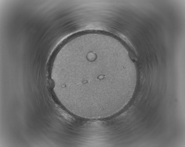 X0000063510926200602172142