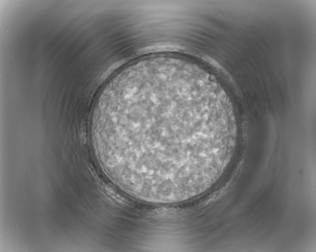 X0000063510929200602172142