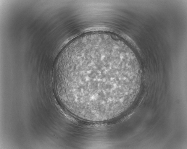 X0000063510937200602172142