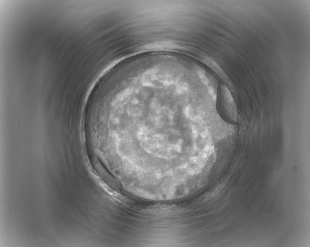 X0000063510939200602172142