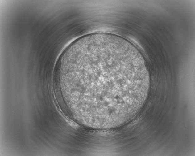 X0000063510948200602172142