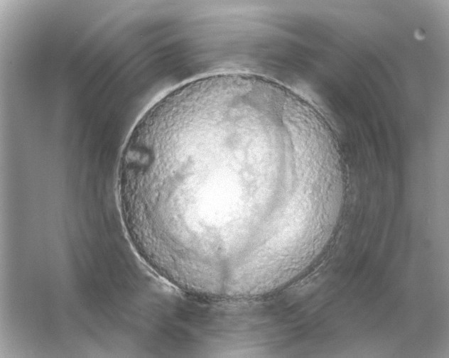 X0000063510950200602172142