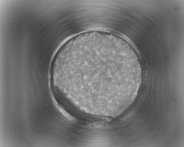 X0000063510955200602172142