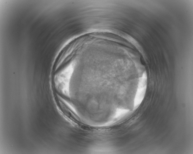 X0000063510958200602172142