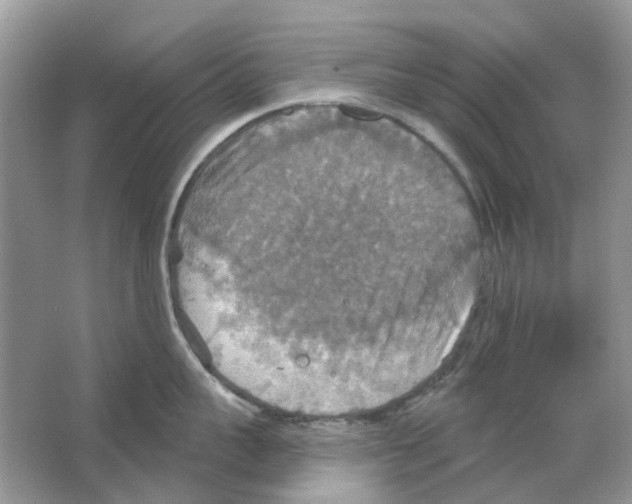 X0000063510959200602172143