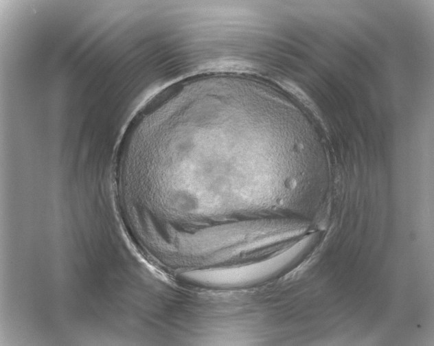 X0000063510989200602172141