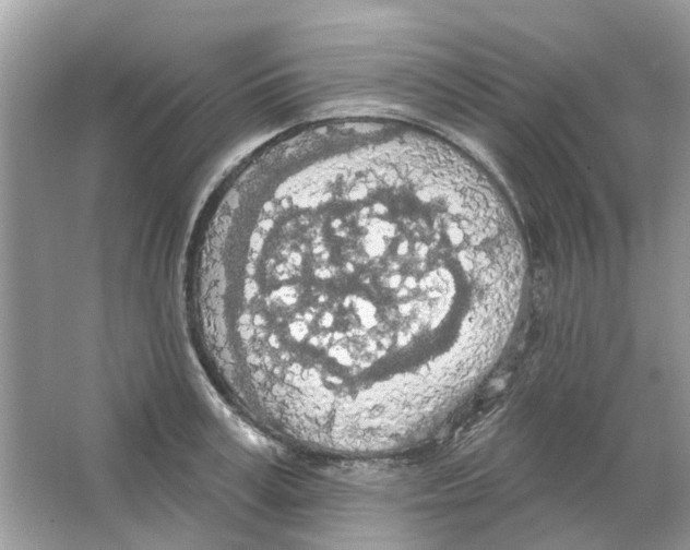 X0000063510995200602172141