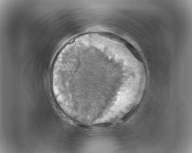 X0000063511008200602172141