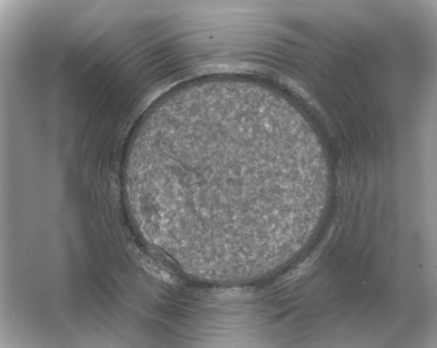 X0000063511025200602172140