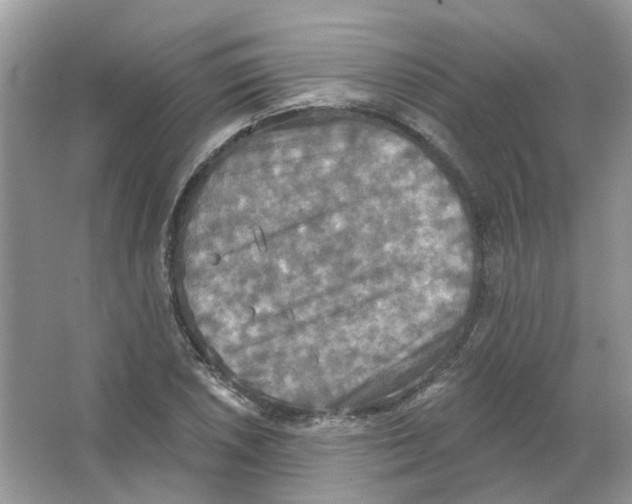 X0000063511026200602172140