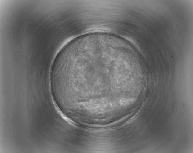 X0000063511038200602172140