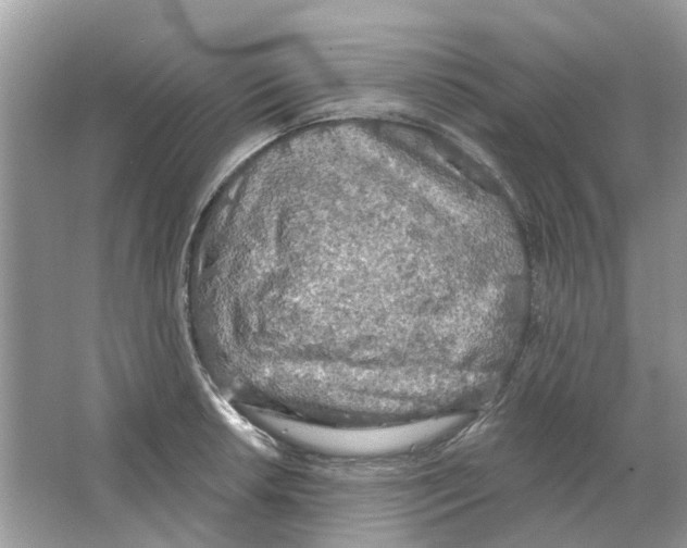 X0000063511042200602172141