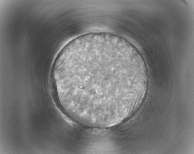 X0000063511056200602172141