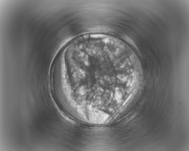 X0000063511087200602172139