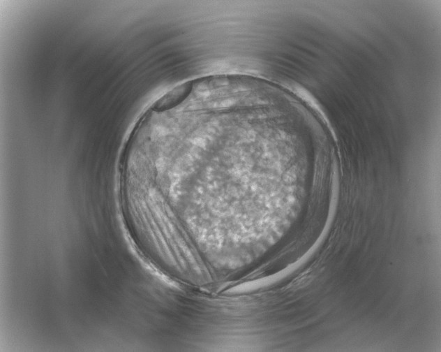 X0000063511096200602172139