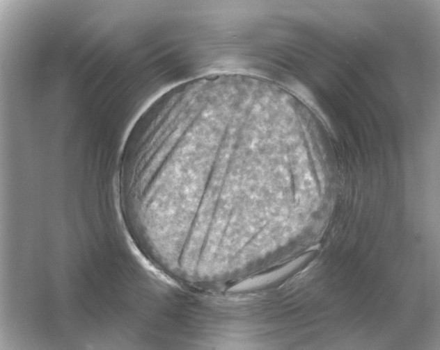 X0000063511100200602172139