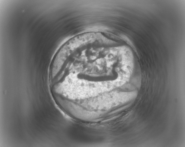 X0000063511103200602172139