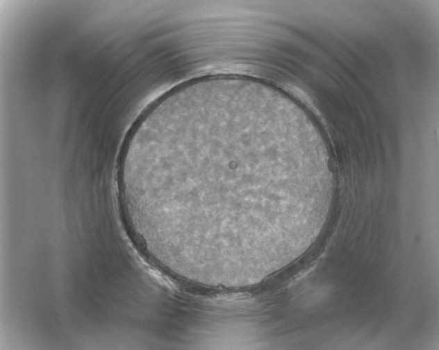 X0000063511133200602172139