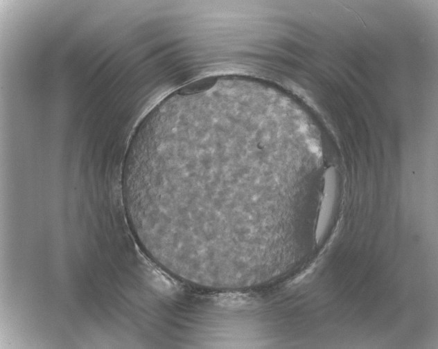 X0000063511137200602172139