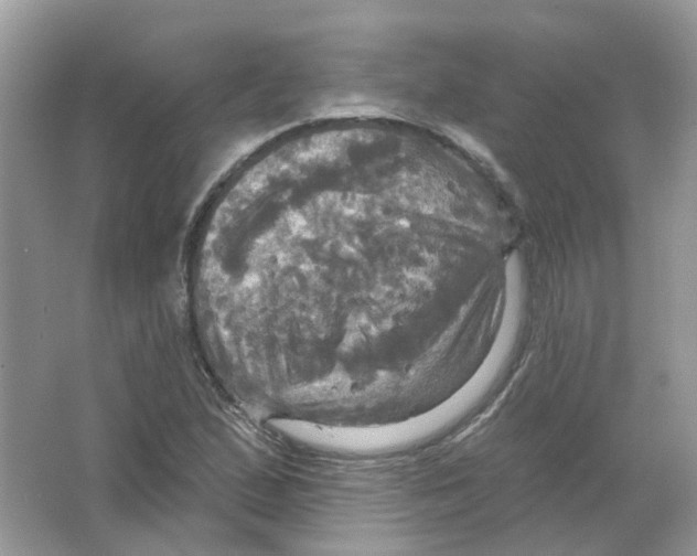 X0000063511167200602172138