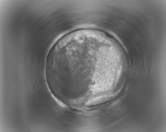 X0000063511245200602172137