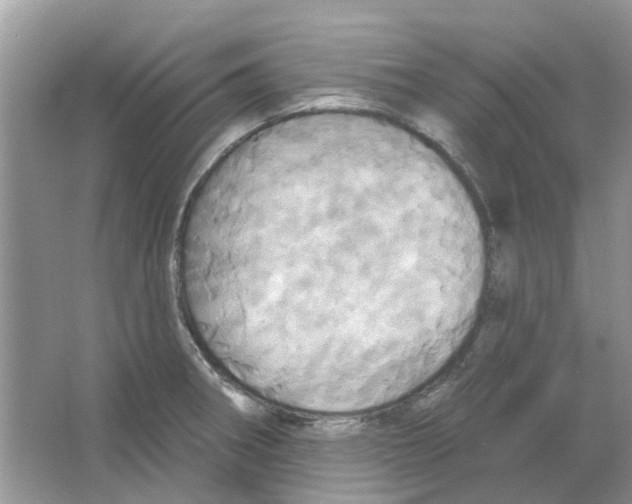 X0000063511282200602172136