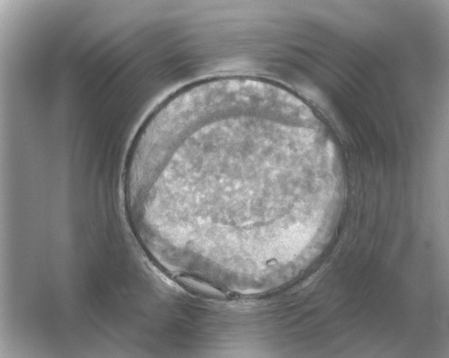 X0000063511288200602172136