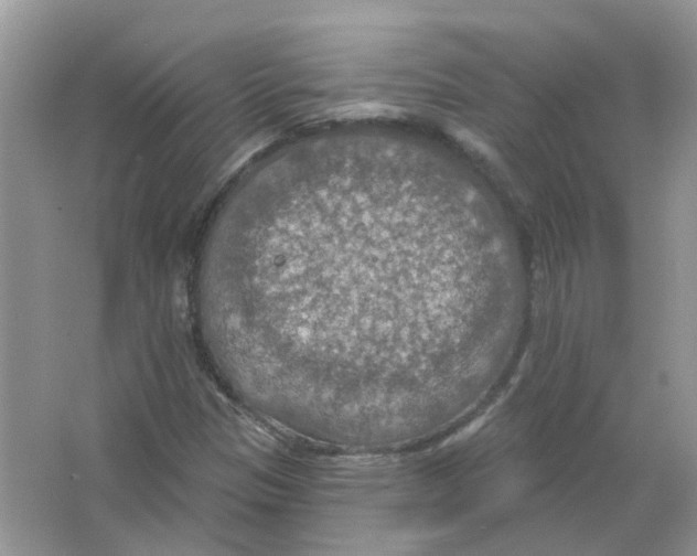 X0000063511305200602172135