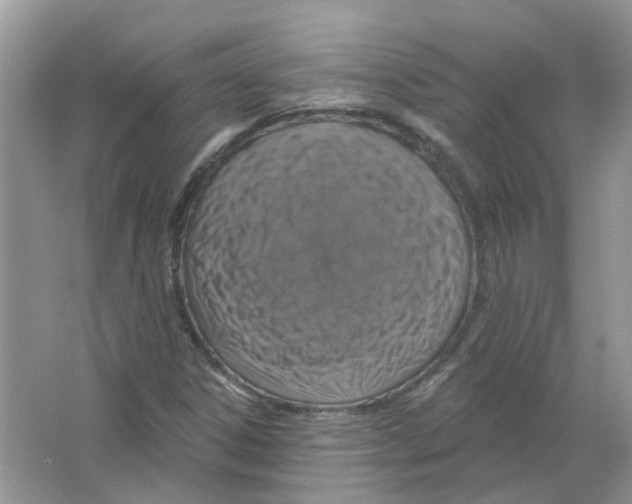 X0000063511306200602172135