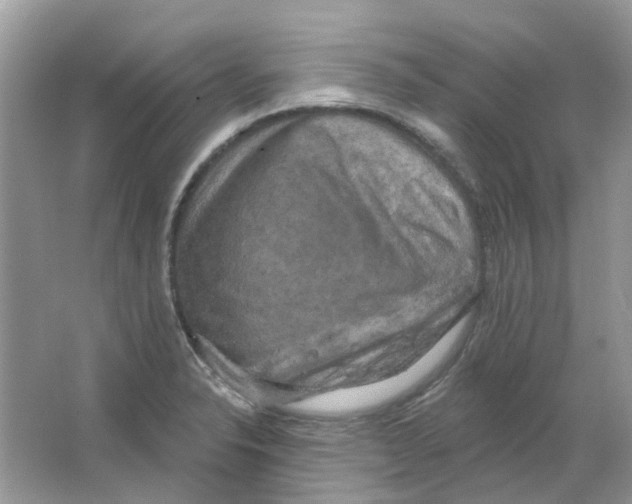 X0000063511326200602172135