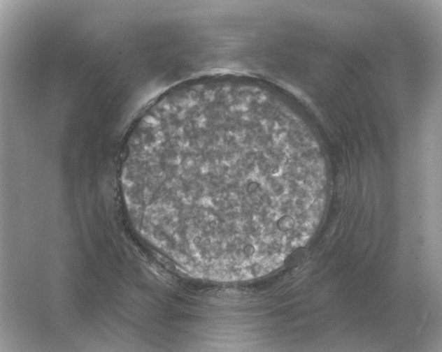 X0000063511359200602172135