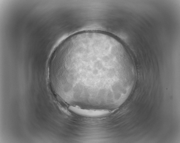 X0000063511366200602172134