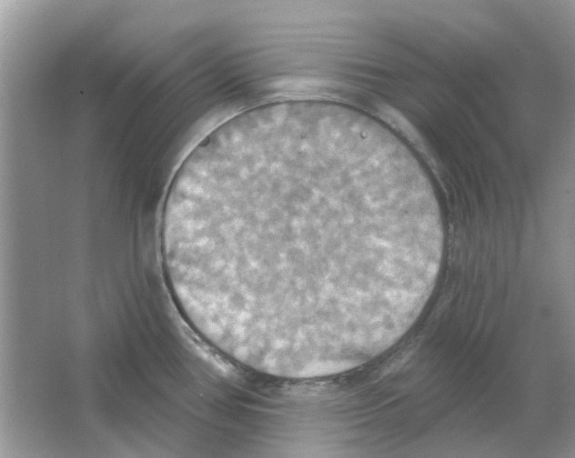 X0000063511386200602172134