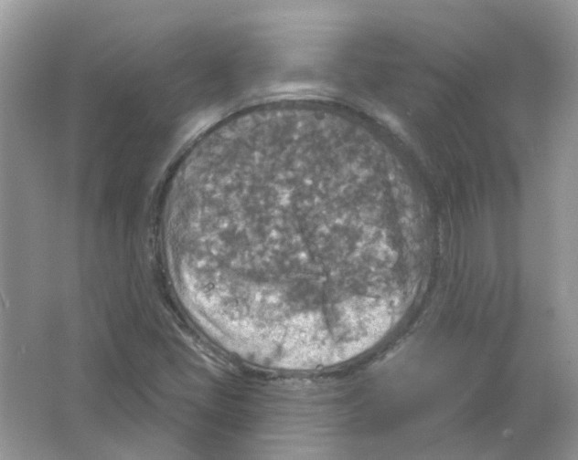 X0000063511405200602172133