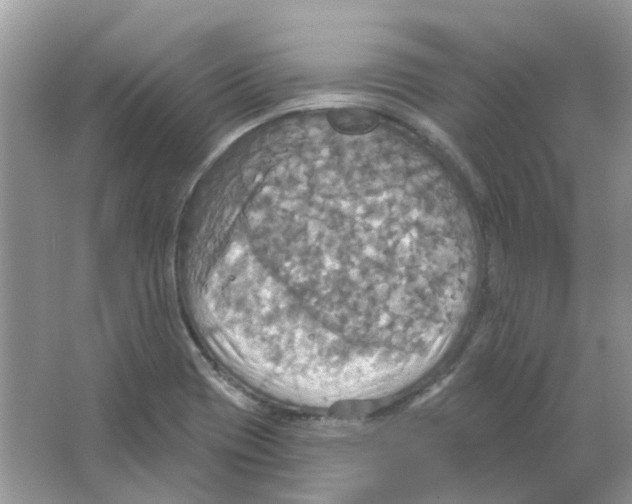 X0000063511417200602172134