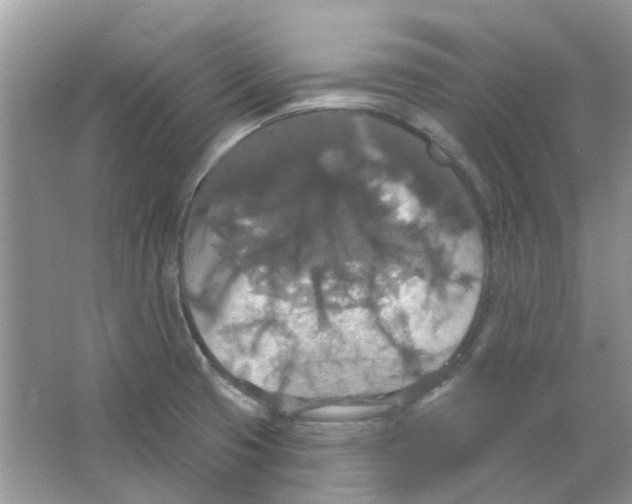 X0000063511425200602172134