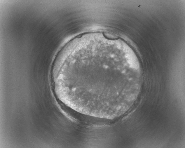 X0000063511429200602172134